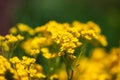 Yellow Northern Willow Herb Flowers