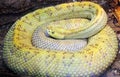 The yellow Northewest Neotropical Rattlesnake