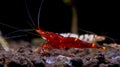 Yellow nose sulawesi red dwarf shrimp stay on aquatic soil in front of white tiger shrimp in freshwater aquarium tank Royalty Free Stock Photo