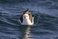 Yellow-nosed Albatross floating on the surface