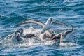 Yellow-nosed Albatross Royalty Free Stock Photo