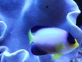 Yellow nosed fish Royalty Free Stock Photo