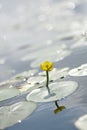 Yellow nuphar lurea Royalty Free Stock Photo