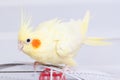 Yellow nymph cockatiel parrot on cage bird at home Royalty Free Stock Photo