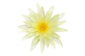 Yellow Nymphaea, Water Lily Flower Isolated on White Background with Clipping Path Royalty Free Stock Photo