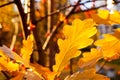 Yellow oak leaf backlit by morning sunlight. Autumn oak leaves Royalty Free Stock Photo