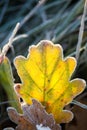 Yellow oak leaf with frost Royalty Free Stock Photo