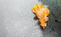 Yellow oak leaf on wet glass of a car Royalty Free Stock Photo