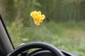 Yellow oak leaf on wet glass of a car Royalty Free Stock Photo