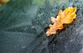 Yellow oak leaf on wet glass of a car Royalty Free Stock Photo