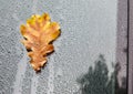 Yellow oak leaf on wet glass of a car Royalty Free Stock Photo