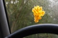 Yellow oak leaf on wet glass of a car Royalty Free Stock Photo