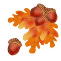 Yellow oak leaves and acorns. Autumn theme design