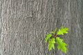 Yellow oak leaves against a background of oak bark. Autumn in an oak grove. Copy space. Royalty Free Stock Photo