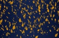 Yellow oak leaves autumn blue background. Royalty Free Stock Photo