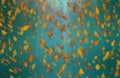 Yellow oak leaves autumn blue turquoise background. Royalty Free Stock Photo