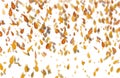 Yellow oak leaves autumn white background. Royalty Free Stock Photo