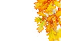 Yellow oak leaves on white background isolated close up, autumn golden foliage decorative border, fall oak tree branch frame Royalty Free Stock Photo