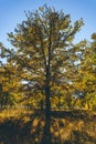 Yellow oak tree in autumn forest Royalty Free Stock Photo