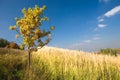 Yellow oak tree in a field