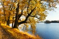 Yellow oak trees on Svet Pond embankment in Trebon