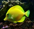 Yellow ocean fish