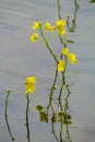 Yellow Oconee bell flowers reflected in water, vertical orientation