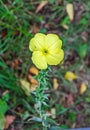 Yellow Oenothera glazioviana flower, a species of flowering plan Royalty Free Stock Photo