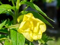 Yellow Oenothera glazioviana flower Royalty Free Stock Photo