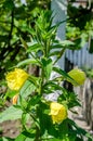Yellow Oenothera glazioviana flower Royalty Free Stock Photo
