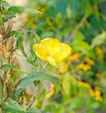 Yellow Oenothera glazioviana flower, a species of flowering plant in the evening primrose family Royalty Free Stock Photo