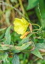 Yellow Oenothera glazioviana flower, a species of flowering Royalty Free Stock Photo