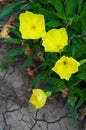 Yellow Oenothera macrocarpa