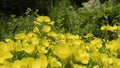 Yellow Oenothera odorata and bee