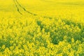 Yellow oilseed