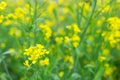 Yellow oilseed rape blossom Royalty Free Stock Photo