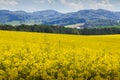 Yellow oilseed field