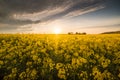 Yellow oilseed field under the blue bright sky