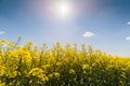 Yellow oilseed field under the blue bright sky Royalty Free Stock Photo