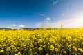 Yellow oilseed field under the blue bright sky