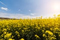 Yellow oilseed field under the blue bright sky Royalty Free Stock Photo