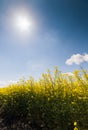 Yellow oilseed field under the blue bright sky Royalty Free Stock Photo