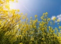 Yellow oilseed field under the blue bright sky Royalty Free Stock Photo