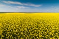 Yellow oilseed field under the blue bright sky Royalty Free Stock Photo