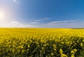 Yellow oilseed field under the blue bright sky Royalty Free Stock Photo