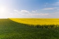 Yellow oilseed field under the blue bright sky Royalty Free Stock Photo