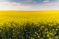 Yellow oilseed field under the blue bright sky Royalty Free Stock Photo