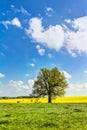 Yellow oilseed field