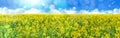 Yellow oilseed field under the blue sky with sun. Royalty Free Stock Photo