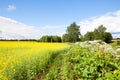 Yellow oilseed rape field under the blue sky with sun. Beautiful rape field with blue sky Royalty Free Stock Photo